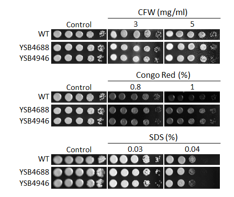 Cell wall stress phenotype