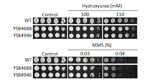 Genotoxic stress phenotype