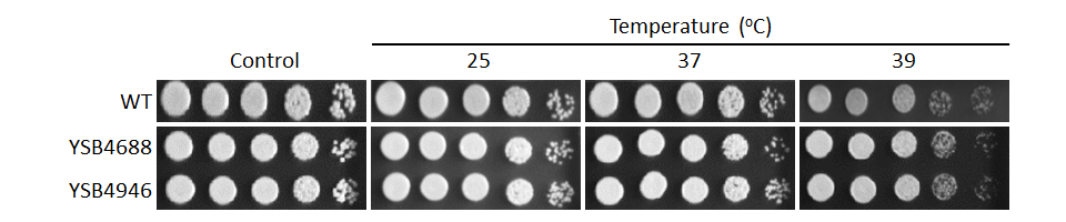 Growth phenotype