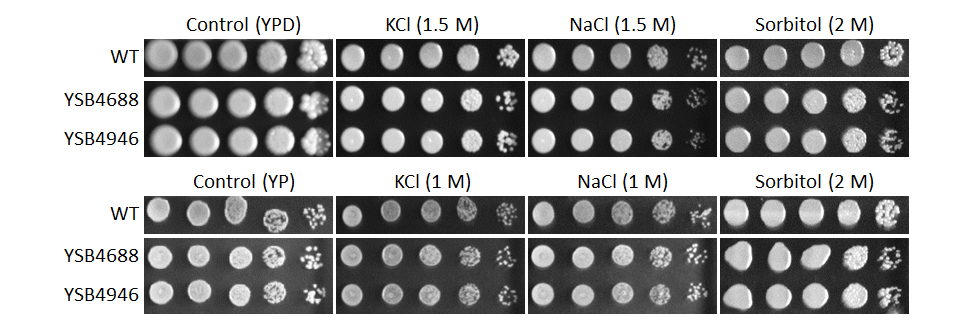 Osmotic stress phenotype