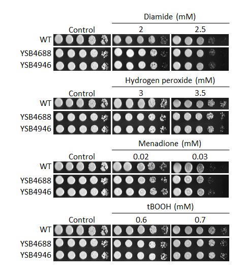 Oxidative stress phenotype