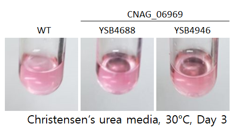 Urease phenotype
