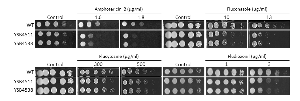 Antifungal drug susceptibility