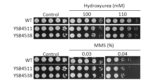 Genotoxic stress phenotype