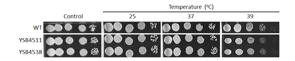 Growth phenotype