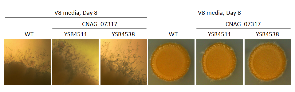 Mating phenotype