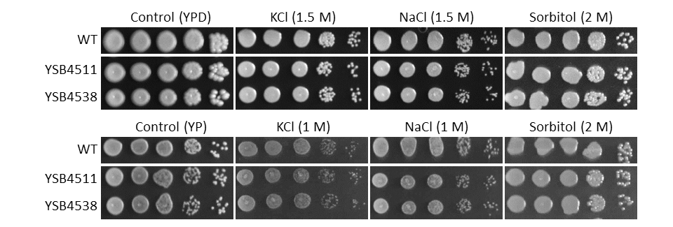 Osmotic stress phenotype