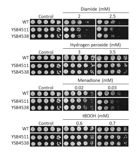 Oxidative stress phenotype