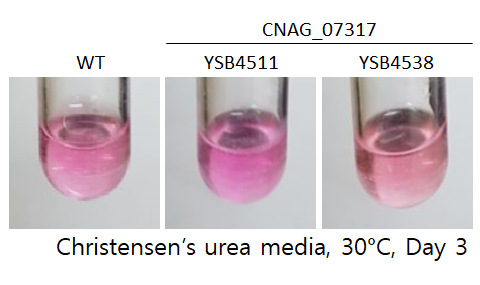 Urease phenotype