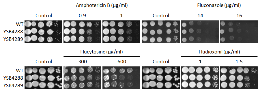 Antifungal drug susceptibility