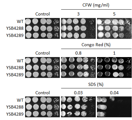 Cell wall stress phenotype