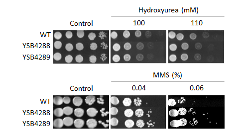 Genotoxic stress phenotype