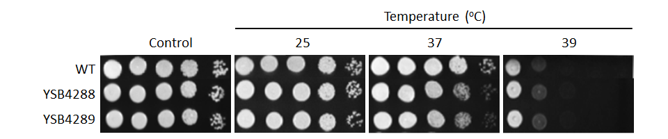 Growth phenotype