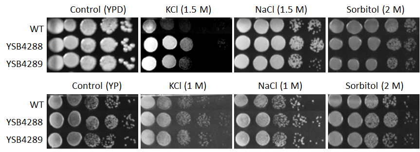 Osmotic stress phenotype