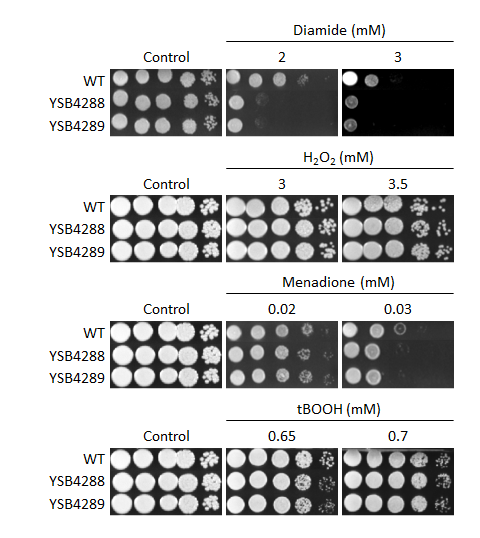 Oxidative stress phenotype