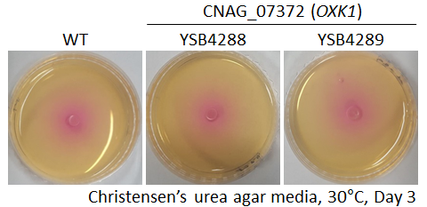 Urease phenotype