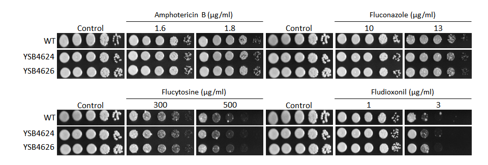 Antifungal drug susceptibility
