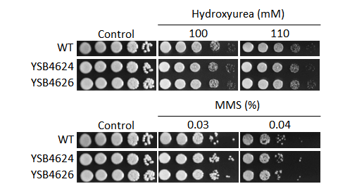 Genotoxic stress phenotype