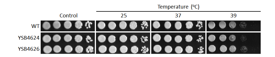 Growth phenotype