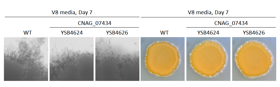 Mating phenotype