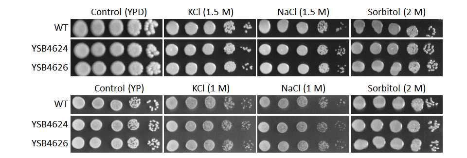 Osmotic stress phenotype
