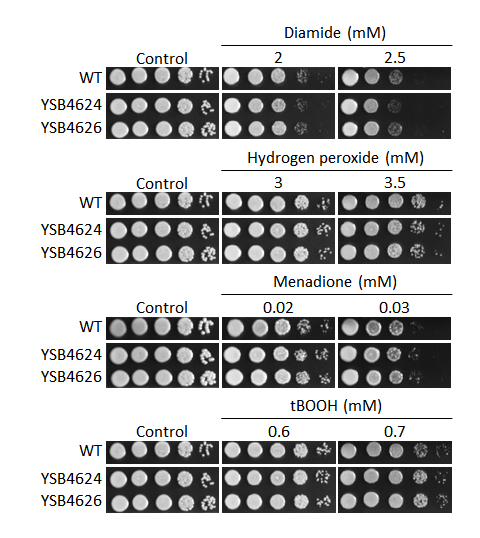 Oxidative stress phenotype