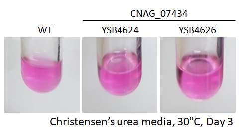 Urease phenotype