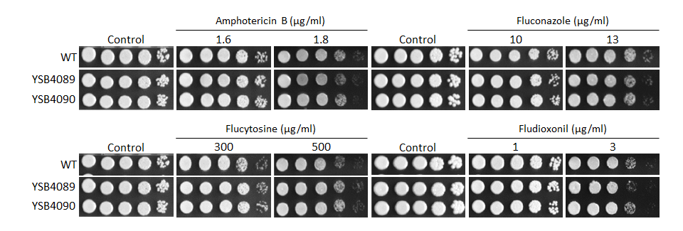 Antifungal drug susceptibility