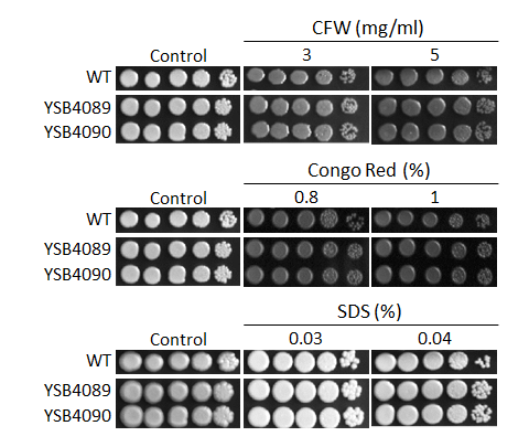 Cell wall stress phenotype