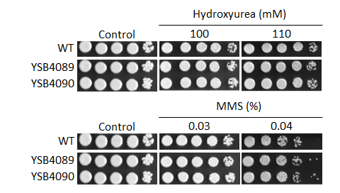 Genotoxic stress phenotype