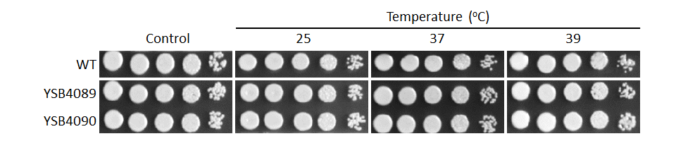 Growth phenotype