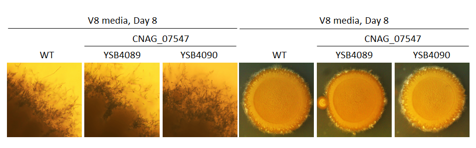 Mating phenotype