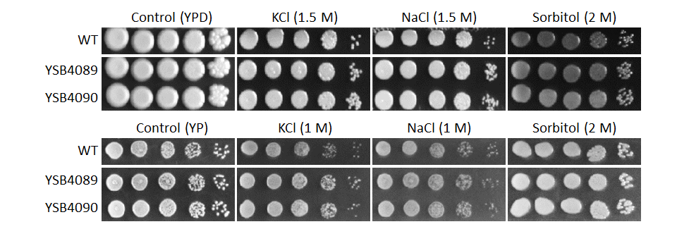 Osmotic stress phenotype