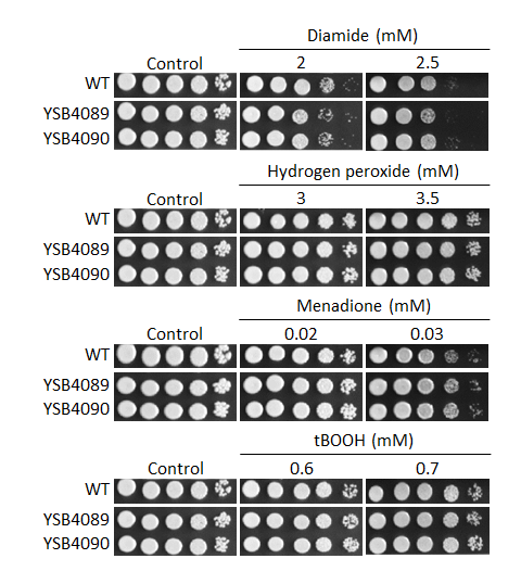 Oxidative stress phenotype