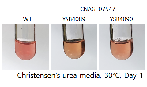 Urease phenotype