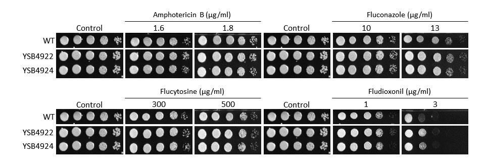 Antifungal drug susceptibility