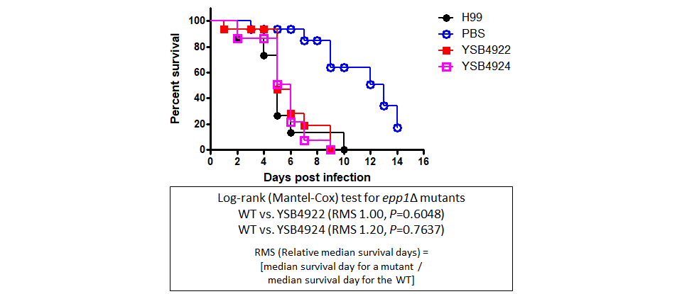 Galleria mellonella virulence data