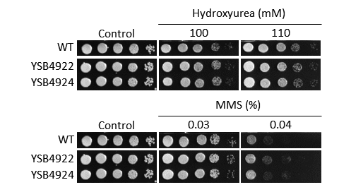 Genotoxic stress phenotype