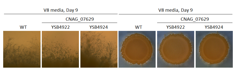 Mating phenotype
