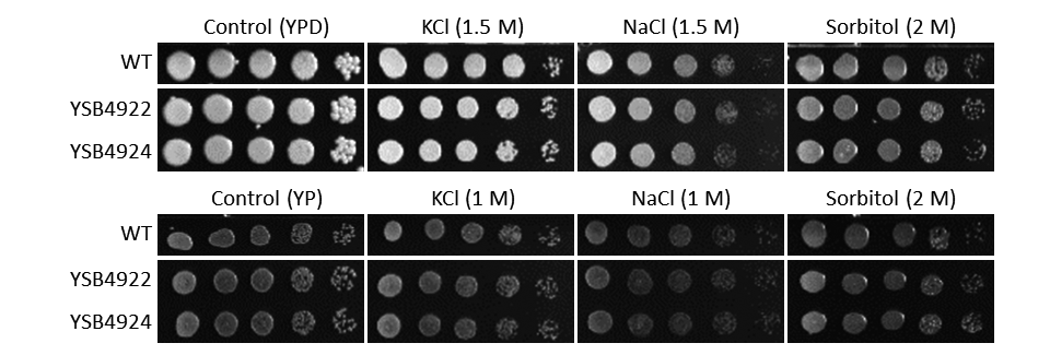 Osmotic stress phenotype