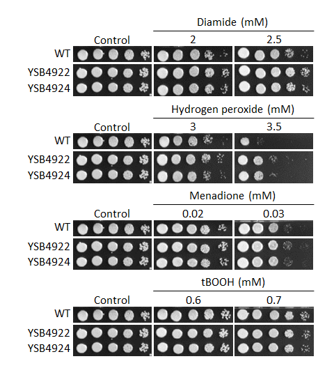 Oxidative stress phenotype