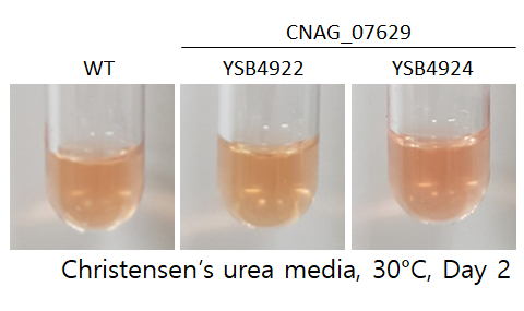 Urease phenotype