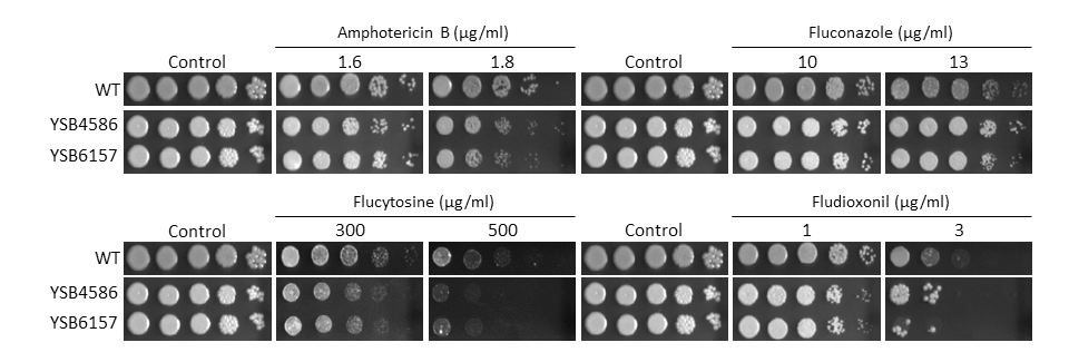 Antifungal drug susceptibility