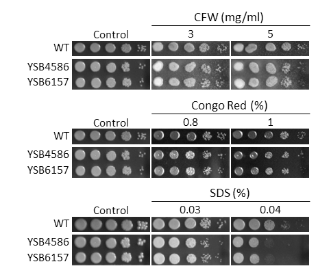 Cell wall stress phenotype