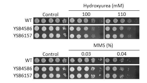 Genotoxic stress phenotype