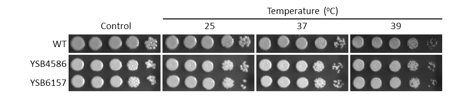 Growth phenotype