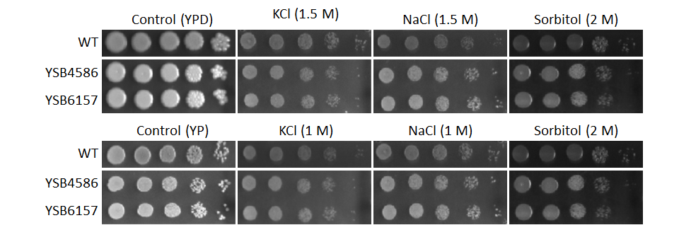 Osmotic stress phenotype