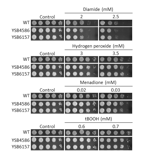 Oxidative stress phenotype