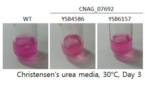 Urease phenotype