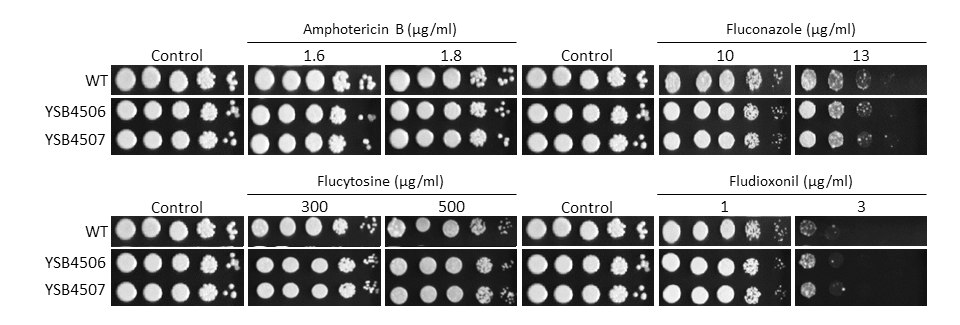 Antifungal drug susceptibility
